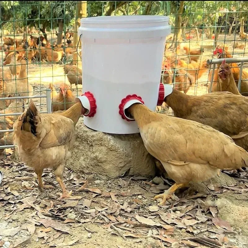 Professioneller Geflügel-Futterspender, Einweg-Taubenfarm-Geflügelfütterungszubehör, Schwerkraft-Futterset
