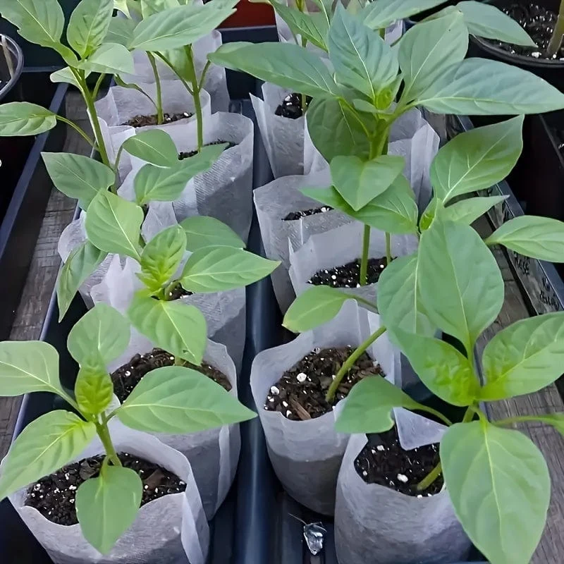 100 Stück/200 Stück/300 Stück biologisch abbaubare Saatgut-Anzuchtbeutel, Vliesstoff-Pflanzenzuchtbeutel, Stoff-Sämlingstöpfe-Pflanzenbeutel, Hausgartenbedarf, Sämlingspflanzen-Anzuchtbeutel für Bodentransplantationsbeutel, landwirtschaftliche Produktionsversorgung