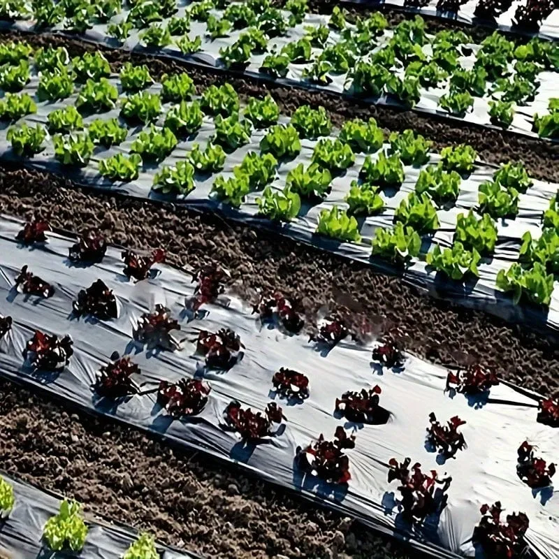 1 Stück Kunststofffolie mit Pflanzlöchern, Garten-Unkrautbekämpfungs-Barrierefolie, Mulchen, atmungsaktive Garten-, Landwirtschafts- und Landschaftsfolie zur Aufrechterhaltung der Feuchtigkeitstemperatur