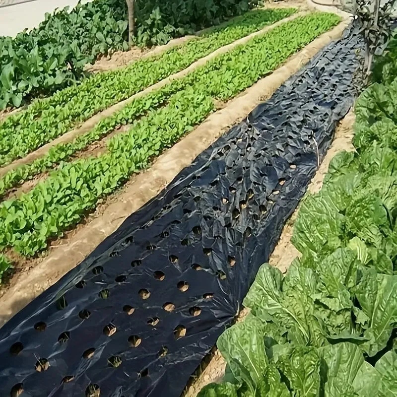 1 Stück Kunststofffolie mit Pflanzlöchern, Garten-Unkrautbekämpfungs-Barrierefolie, Mulchen, atmungsaktive Garten-, Landwirtschafts- und Landschaftsfolie zur Aufrechterhaltung der Feuchtigkeitstemperatur
