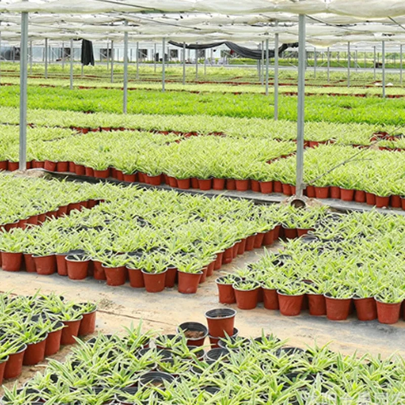 4 Größen Blumentopf Garten Kindergarten Samen Start Blumentöpfe Leichte Sukkulenten Sämling Tablett Blumen Gemüse Container Box