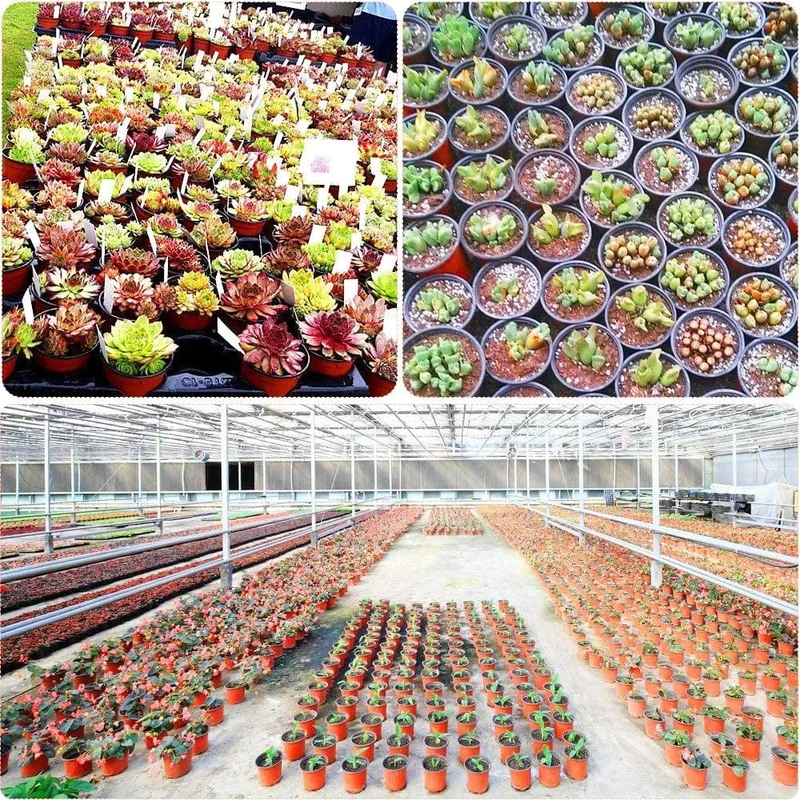 4 Größen Blumentopf Garten Kindergarten Samen Start Blumentöpfe Leichte Sukkulenten Sämling Tablett Blumen Gemüse Container Box