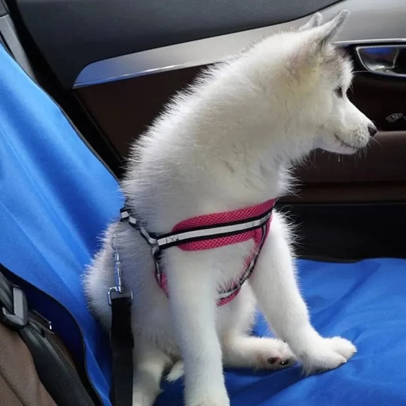 Autositzmatte, Haustier-Transport-Rücksitzbezug, wasserdicht, schmutzabweisend und kratzfest, Schutzmatte, Sicherheits-Reisezubehör für Katzen und Hunde
