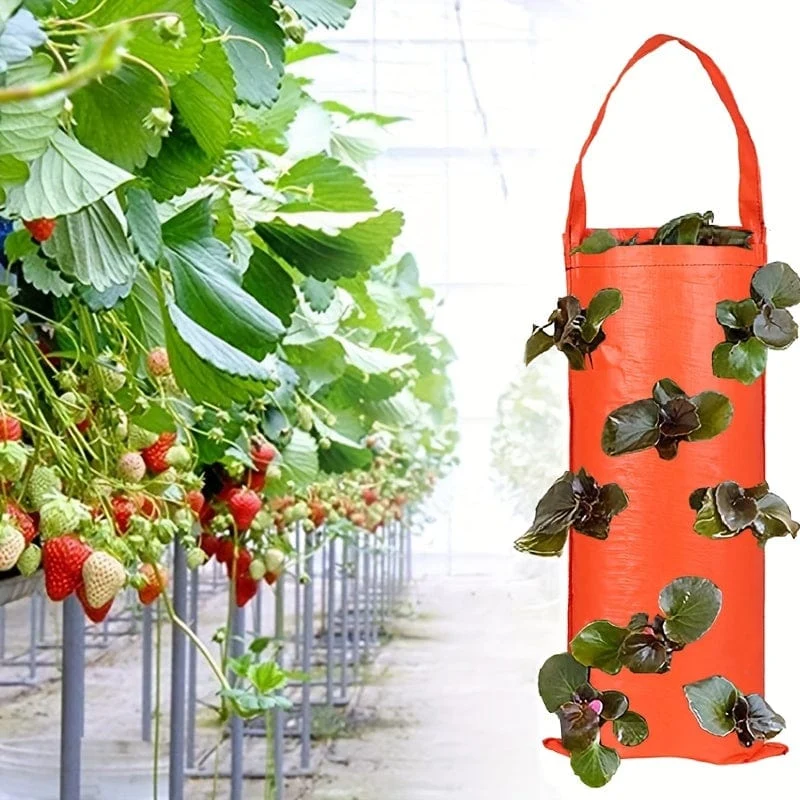 Züchten Sie köstliche Erdbeeren mit diesem 1-teiligen Pflanzbeutel zum Aufhängen – perfekt für den Außenbereich.