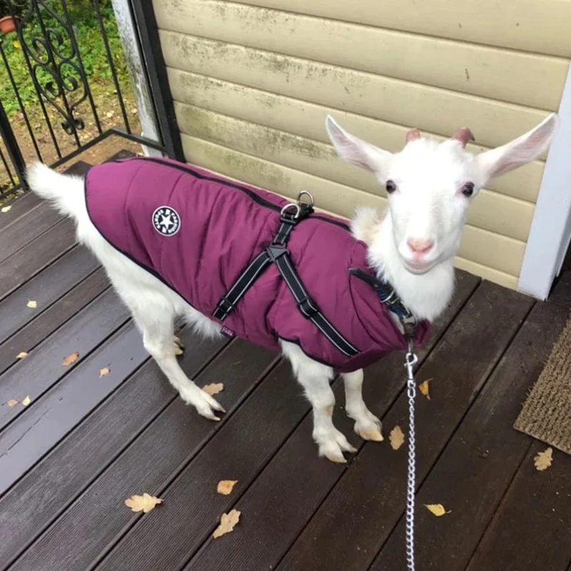 Große Haustier-Hundejacke mit Geschirr, warme Winter-Hundekleidung für Labrador, wasserdichter großer Hundemantel, Chihuahua, französische Bulldoggen-Outfits
