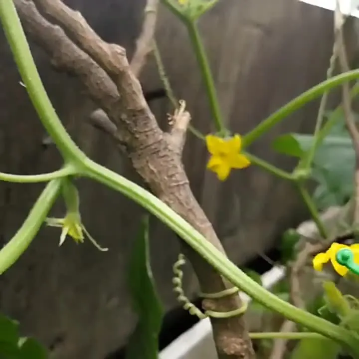 50 Stück, Gemüse-Tomaten-Ranken-Blumenklammern, Pflanzendrehklammern, Gartenpflanzen-Stützklammern, Pflanzenklammern und Gartenklammern für andere Weinpflanzen, für Kletterpflanzen, zum Sichern von Pflanzen