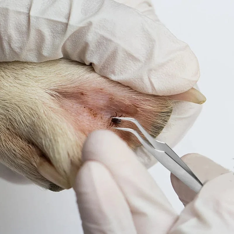 3 stücke Floh Entfernung Werkzeug Haken Läuse Zange Remover Haken Ick Entfernung Werkzeug Pet Supplies Tick Picker Floh Entfernung Werkzeug Pet kamm