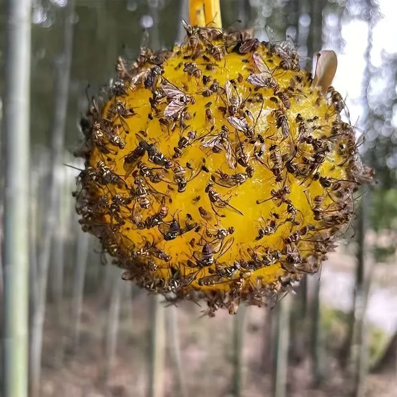 1 Stück/6 Stück Fruchtfliegenfallen, klebrige Fallen, Mückenfallen, fliegende Insekten, Fallen, Kugel für drinnen und draußen, Haus, Küche, Pflanzen, Bäume, fliegende Insekten, Schädlingsbekämpfung