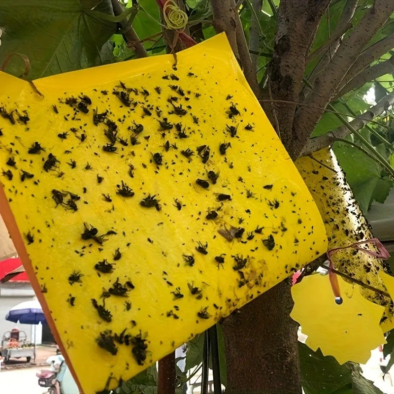 50/100 Stück doppelseitige Fluginsektenfallen für Gärten und Bauernhöfe. Entfernt effektiv kleine Fluginsekten und Fruchtfliegen und verbessert so die Fangeffizienz