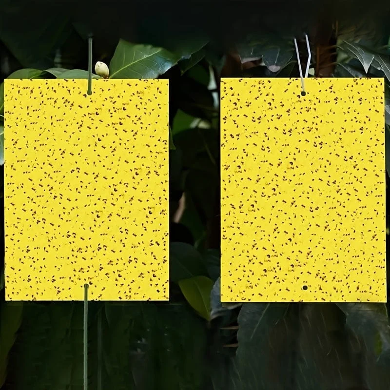 50/100 Stück doppelseitige Fluginsektenfallen für Gärten und Bauernhöfe. Entfernt effektiv kleine Fluginsekten und Fruchtfliegen und verbessert so die Fangeffizienz