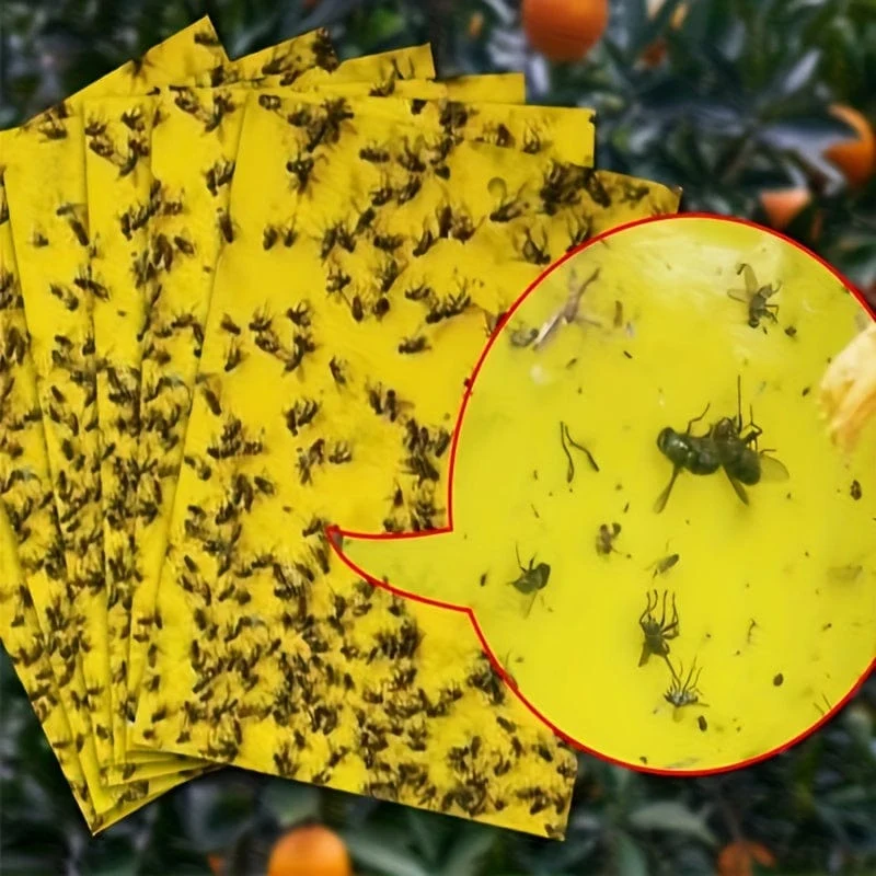 50/100 Stück doppelseitige Fluginsektenfallen für Gärten und Bauernhöfe. Entfernt effektiv kleine Fluginsekten und Fruchtfliegen und verbessert so die Fangeffizienz