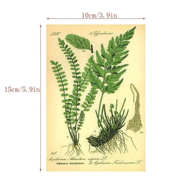 30 Stück/Set Bio-Postkarten, Botanische Abteilung, Wandaufkleber, Raumdekorationskarten, schöne Karten, 9.91 cm x 14.99 cm