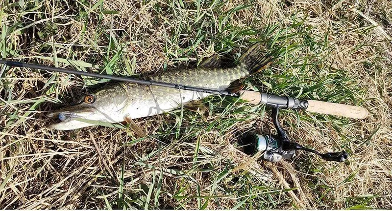 162g Ultraleicht Spinning Angelrolle Kingfisher 800 1000 1500S 1500 Beruf Köder Finesse System Trout Ajing Rad