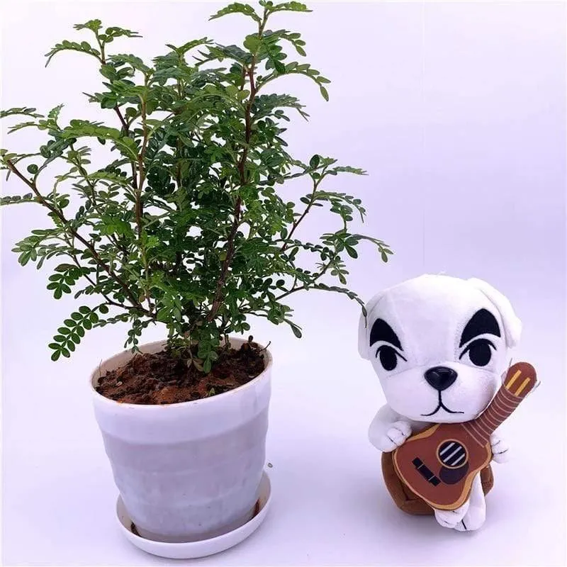 20cm 28cm Animal Crossing Plüschtier Cartoon Raymond Free Give Away 1 Stück Amiibo Karte Jingjiang Puppe KK Isabelle Plüschtier