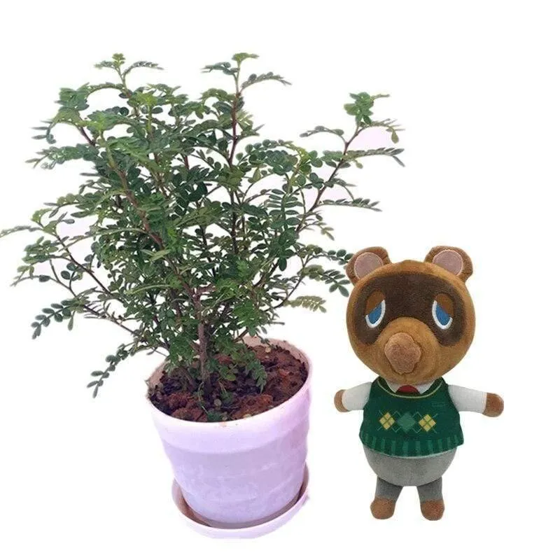 20cm 28cm Animal Crossing Plüschtier Cartoon Raymond Free Give Away 1 Stück Amiibo Karte Jingjiang Puppe KK Isabelle Plüschtier