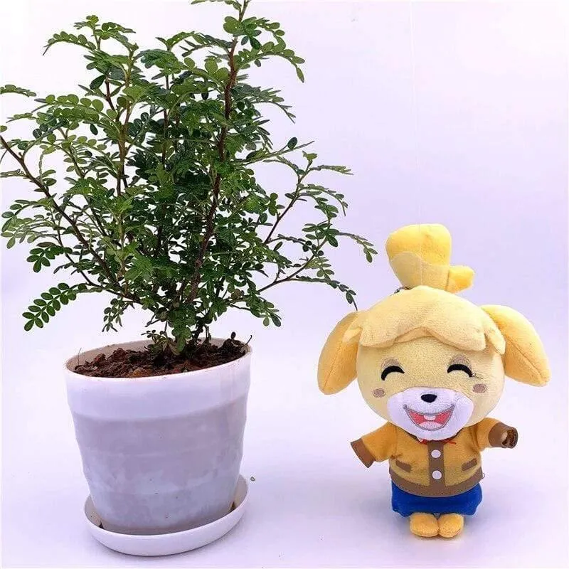 20 cm 28 cm Animal Crossing Plüschtier Cartoon Raymond Gratis Give Away 1 Stück Amiibo Card Stitches Puppe KK Isabelle Plüschtiere