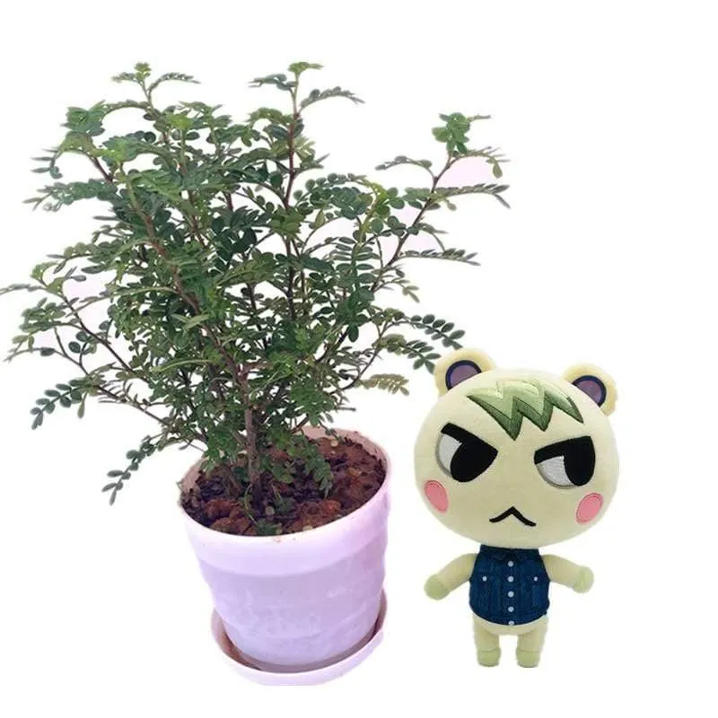 20 cm 28 cm Animal Crossing Plüschtier Cartoon Raymond Gratis Give Away 1 Stück Amiibo Card Stitches Puppe KK Isabelle Plüschtiere