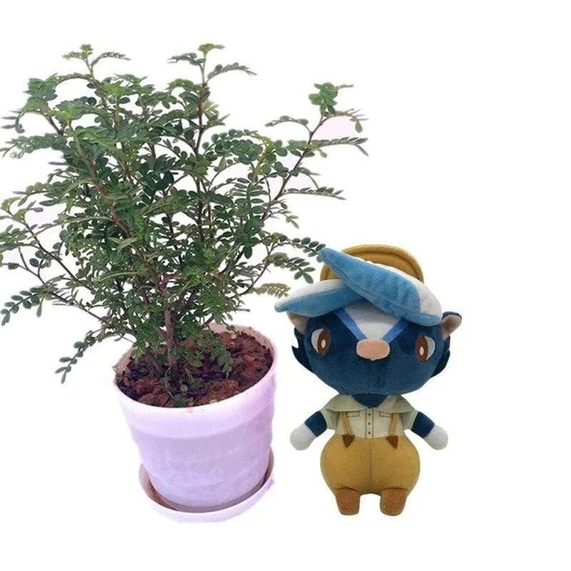 20 cm 28 cm Animal Crossing Plüschtier Cartoon Raymond Gratis Give Away 1 Stück Amiibo Card Stitches Puppe KK Isabelle Plüschtiere